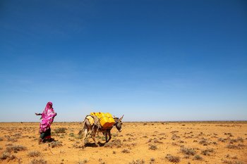 A pastoralist walks home with her donkey after collecting water at the UNDP-funded dam in Baligubadle, Somaliland, northwest Somalia.