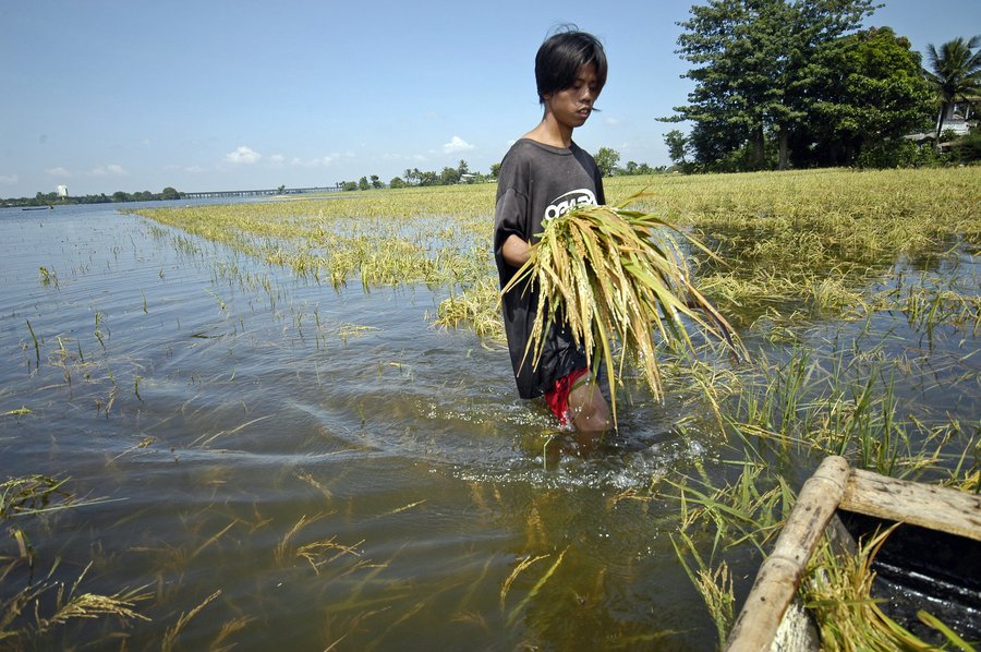 Walking through a flooded rice field