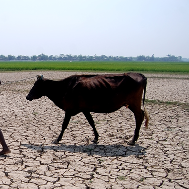 Drought-responses-collection-updated