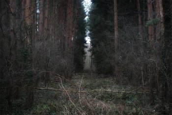 Struggling to see the trees for the wood