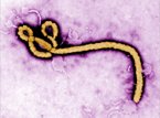 Ebola 1 jpg