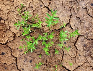 pexels-ankit-rainloure-1425442-33928848